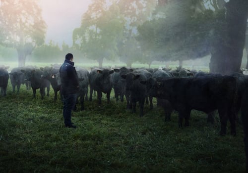 Farmer hand picking Angus cattle for Ocean Beef.