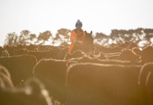 Cattle monitoring on horseback