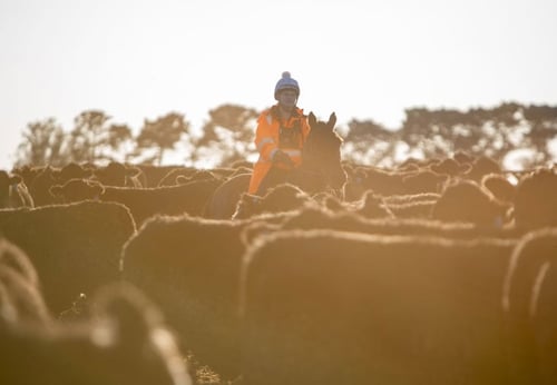 Cattle monitoring on horseback