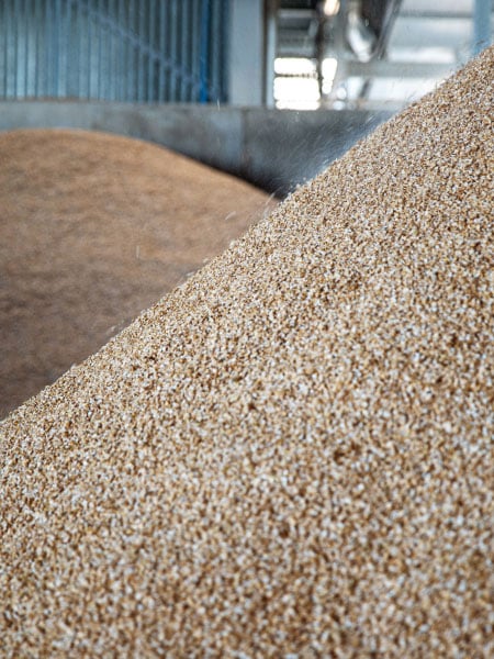 Grain to feed Angus cattle
