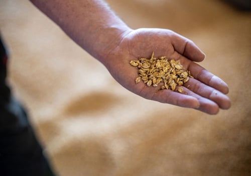 Person holding high quality grain for the Five Star Beef feedlot.