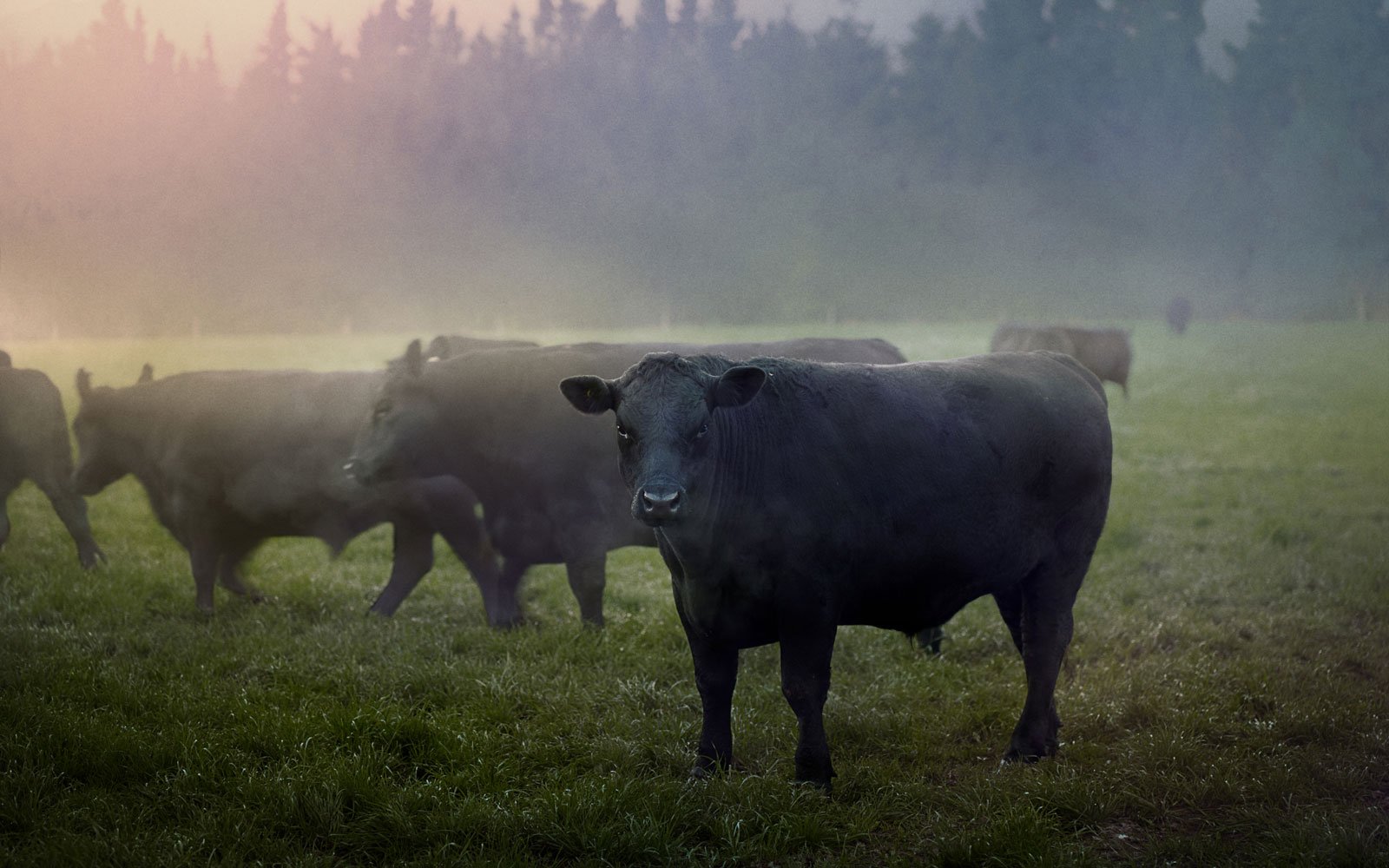 Grass fed Angus cattle that is grain finished