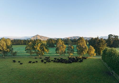 Grass-fed New Zealand beef