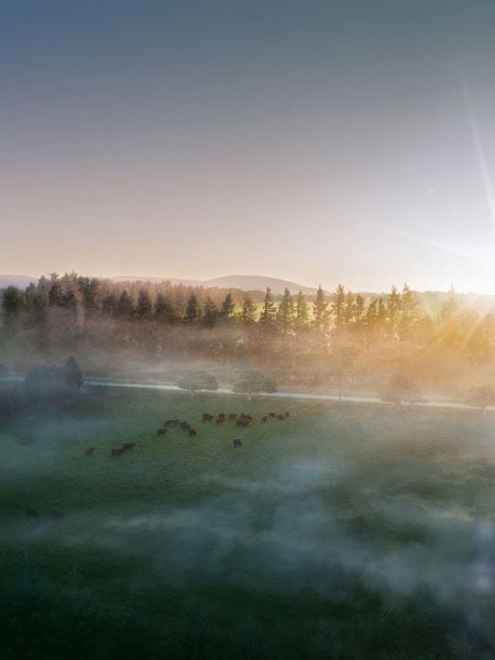 New Zealand beef farm