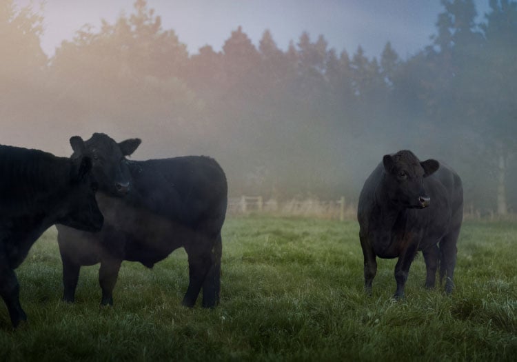 Angus cattle in a field in Canterbury, New Zealand