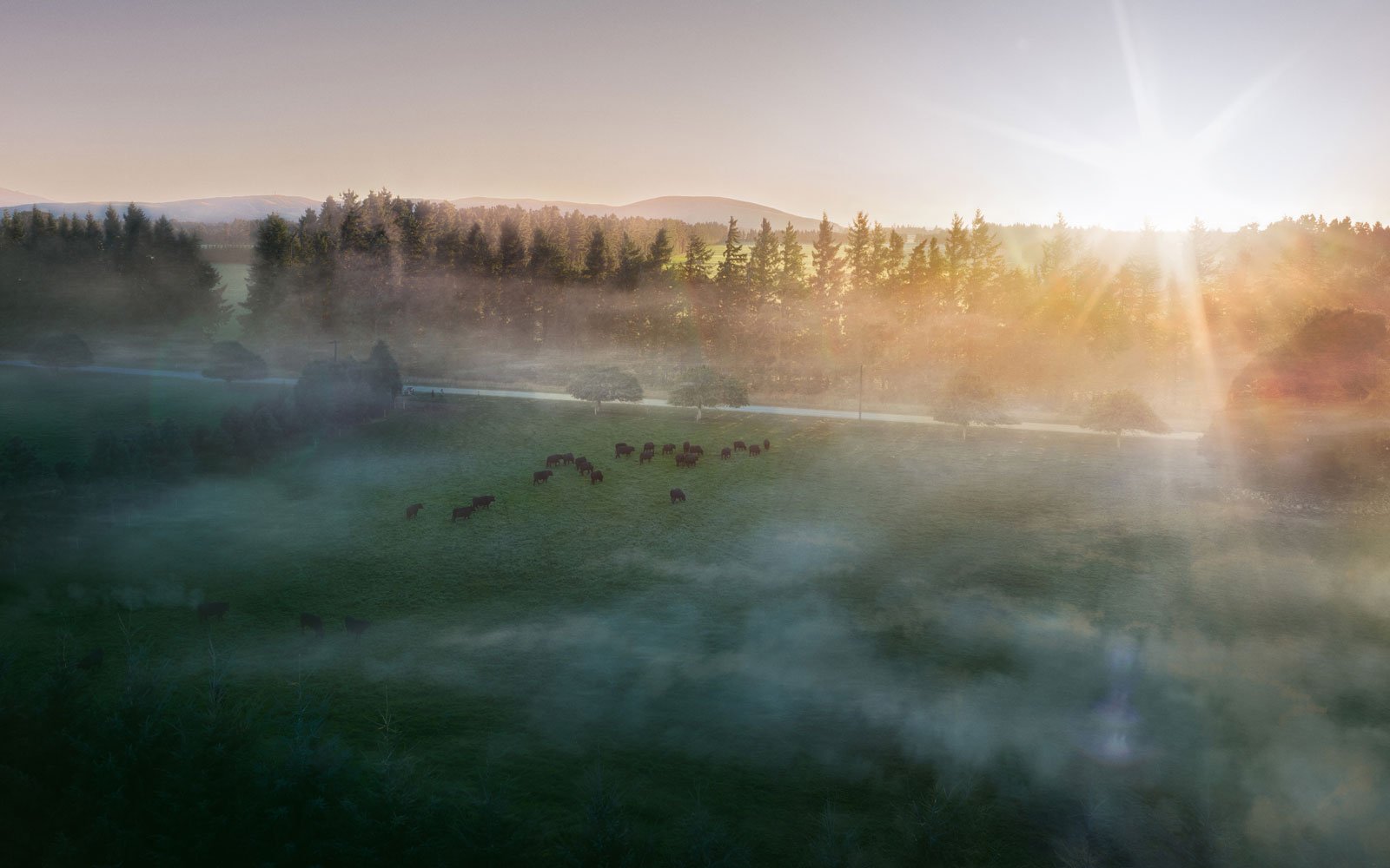 Angus beef cattle on a Canterbury farm at sunrise.